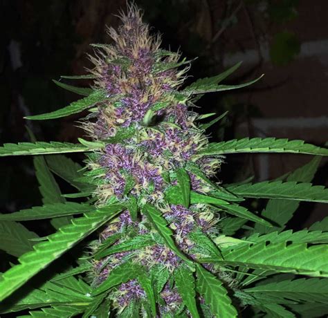 purple gucci strain|growing pink kush.